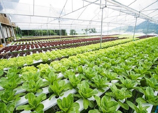 mang-nha-kinh-nong-nghiep